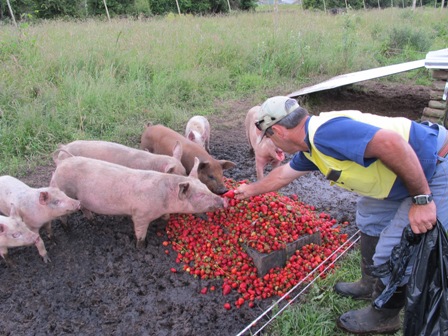 Feeding strawberries to the pigs