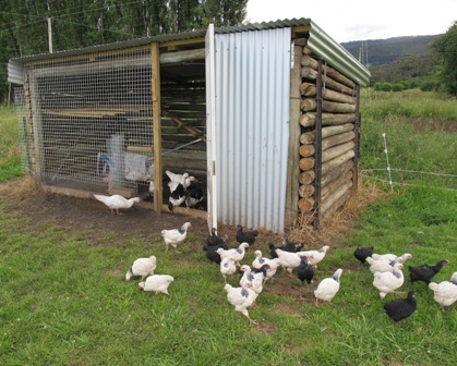 The chook shed