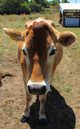 Honey the cow [what type of cow is she?]