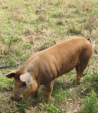 Rusty the pig, he's the boss!