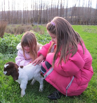 Patting the baby goats