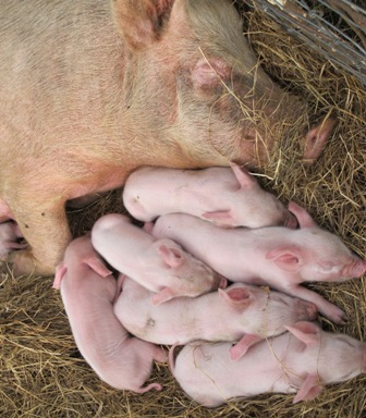 A new mum with her piglets