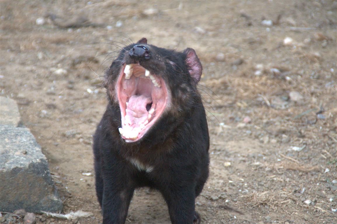 Tassie Devil